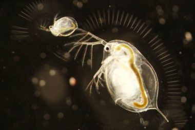 Zooplankton & Their Parasites